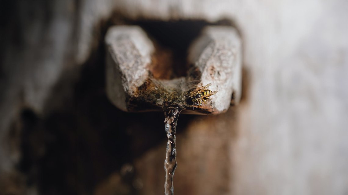 Detailaufnahme einer Wespe beim Trinken von Wasser welches aus einer Brunnenöffnung fließt