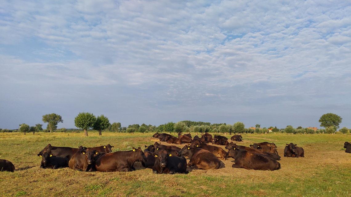 Eine Herde von Wagyu Rindern auf der Weide in der Region Havelberg