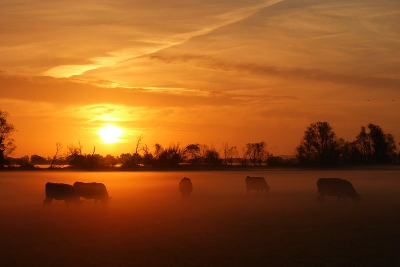 Eine Herde von Wagyu Rindern auf einer Weide im Sonnenuntergang